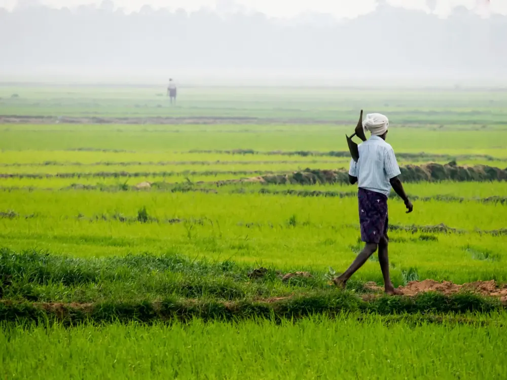 Farmer walking along a bund through green paddy fields in India