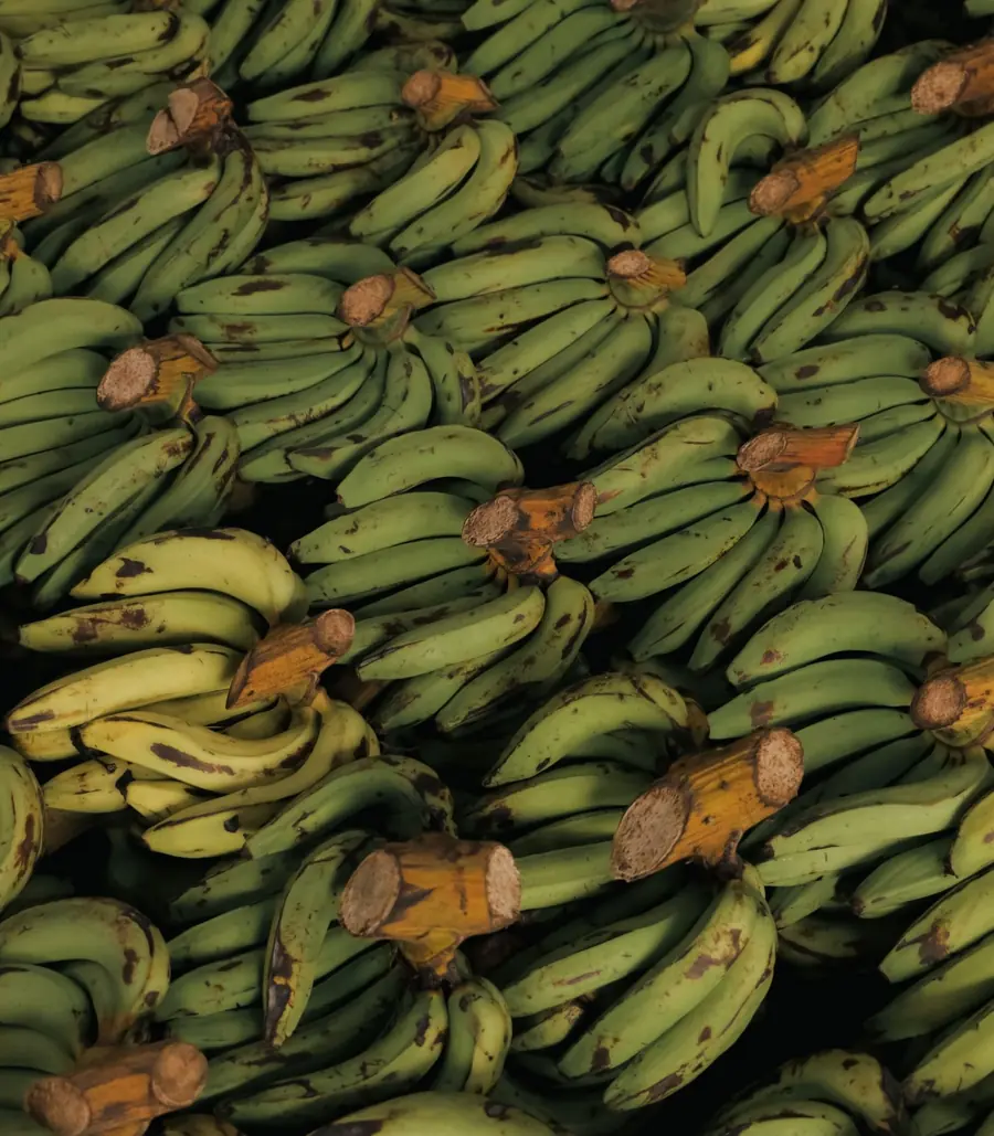 Banana Ripening Chamber cold room solution
